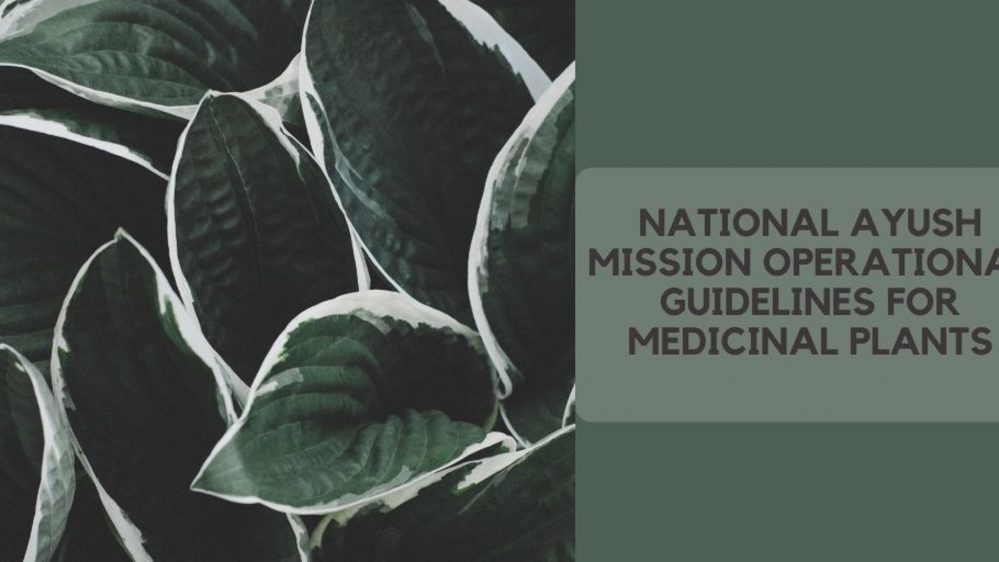subsidy for medicinal plant National Ayush Mission scheme