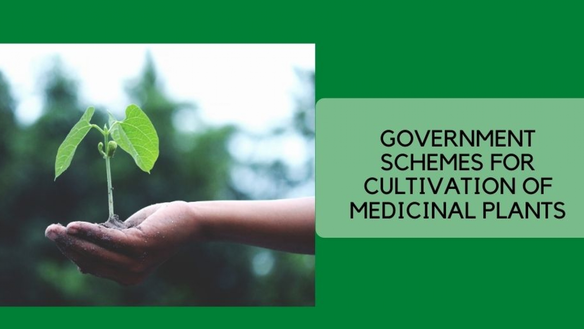 Schemes for Cultivation of Medicinal Plants Schemes for Cultivation of Medicinal Plants national ayush mission scheme Schemes for Cultivation of Medicinal Plan