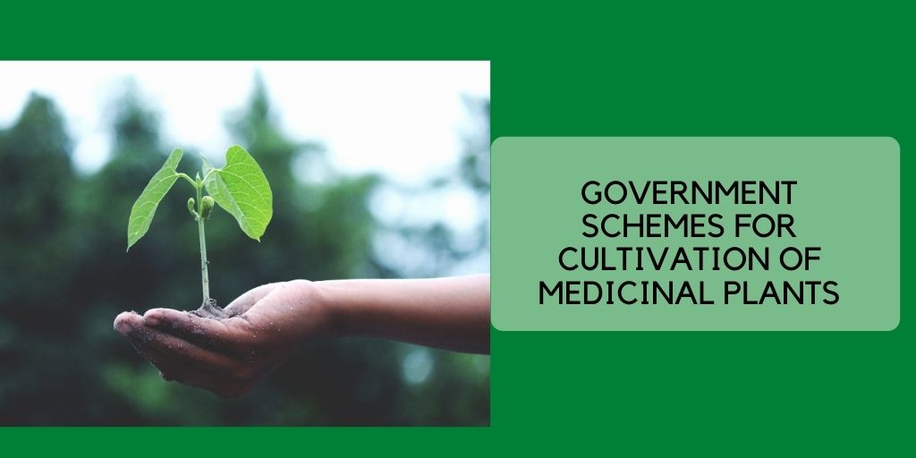 Schemes for Cultivation of Medicinal Plants Schemes for Cultivation of Medicinal Plants national ayush mission scheme Schemes for Cultivation of Medicinal Plan