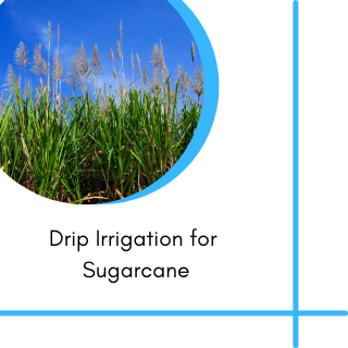 subsidy for sugarcane Irrigation